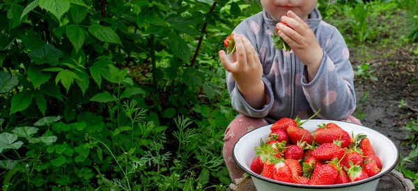 Bahçede çilek yiyen bir kız. Seçici odak.