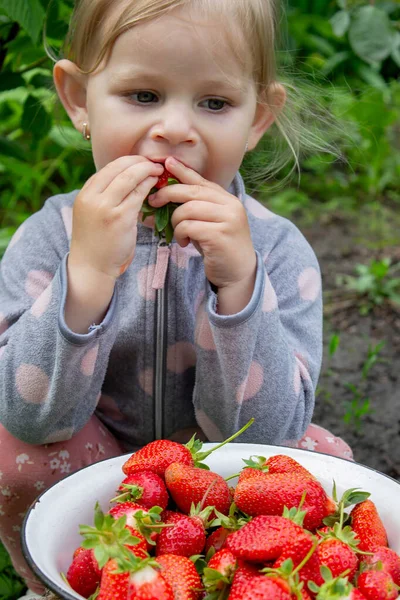 Bahçede çilek yiyen bir kız. Seçici odak.