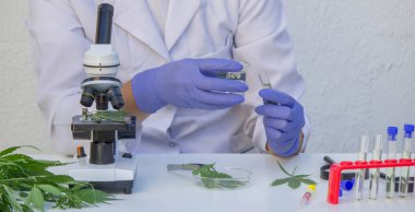 Laboratuvarda kenevir yaprağını analiz eden bilim adamı.
