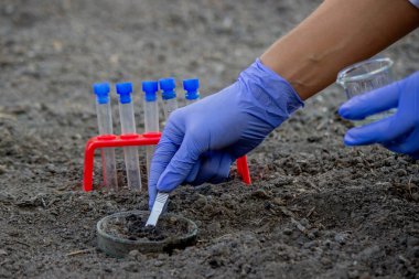 Bir bilim adamı analiz için toprağı test tüpüne koyar. Seçici odak