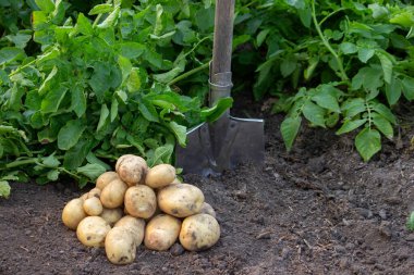 Bahçenin arka planında patates hasadı.