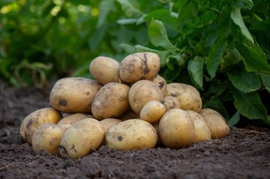 Bahçenin arka planında patates hasadı.