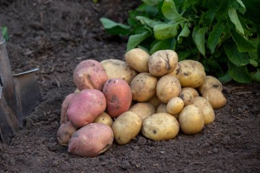 Bahçenin arka planında patates hasadı.