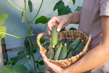 Salatalık toplayan bir kadın, ellerinde salatalık. Seçici odak.
