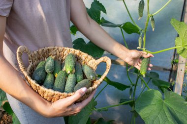 Salatalık toplayan bir kadın, ellerinde salatalık. Seçici odak.