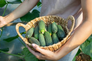 Salatalık toplayan bir kadın, ellerinde salatalık. Seçici odak.