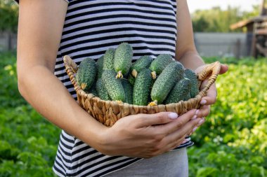 Salatalık toplayan bir kadın, ellerinde salatalık. Seçici odak.