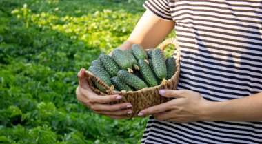 Salatalık toplayan bir kadın, ellerinde salatalık. Seçici odak.