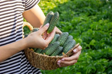 Salatalık toplayan bir kadın, ellerinde salatalık. Seçici odak.