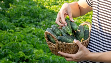 Salatalık toplayan bir kadın, ellerinde salatalık. Seçici odak.