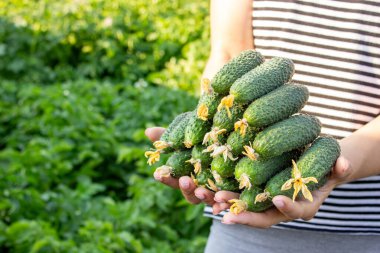 Salatalık toplayan bir kadın, ellerinde salatalık. Seçici odak.