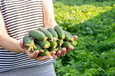 Salatalık toplayan bir kadın, ellerinde salatalık. Seçici odak.