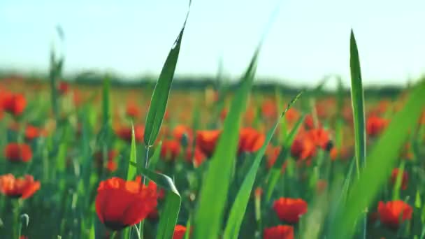 Fliegen über dem Feld der Mohnblumen. Natur. — Stockvideo