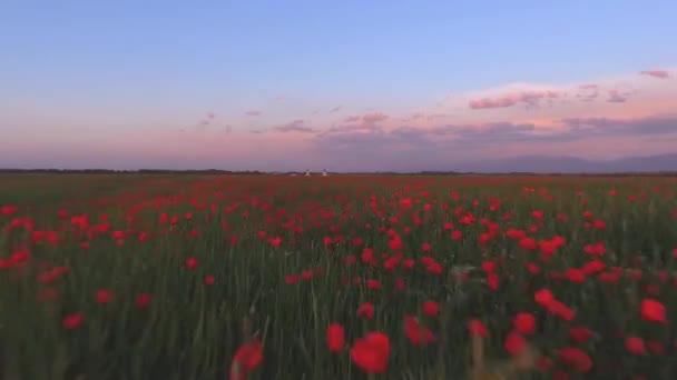 Gyönyörű videó a drone légifelvételek tulipán és a pipacs virágok tavaszi mező feletti — Stock videók