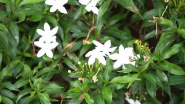 4 k Uhd sinematik görüntülerini renkli tropikal çiçek, yakın makro seçici odak.