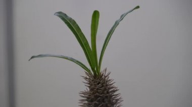 4 k Uhd sinematik görüntülerini renkli tropikal çiçek, yakın makro seçici odak.