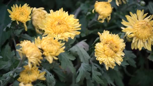 Imágenes Cinematográficas Uhd Coloridas Flores Tropicales Enfoque Macro Selectivo Cercano — Vídeos de Stock