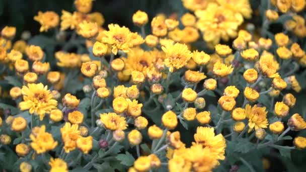 Images cinématographiques 4k UHD de fleurs tropicales colorées, mise au point macro sélective étroite .