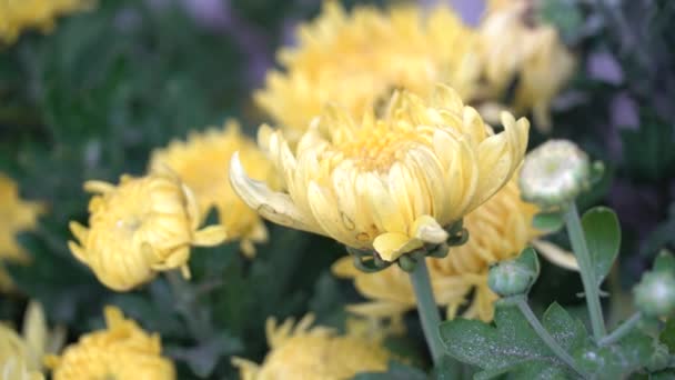 Uhd Imagens Cinematográficas Flores Tropicais Coloridas Foco Macro Seletivo Próximo — Vídeo de Stock