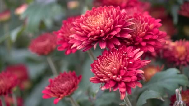Uhd Sinematik Görüntülerini Renkli Tropikal Çiçek Yakın Makro Seçici Odak — Stok video