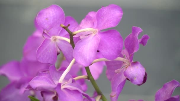 Uhd Imagens Cinematográficas Flores Tropicais Coloridas Foco Macro Seletivo Próximo — Vídeo de Stock