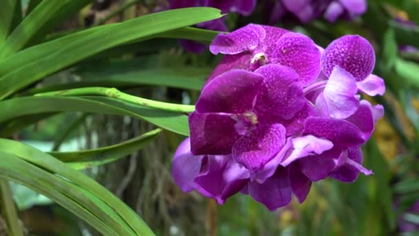 Uhd 彩色热带花卉电影画面 紧密的宏观选择性聚焦 — 图库视频影像