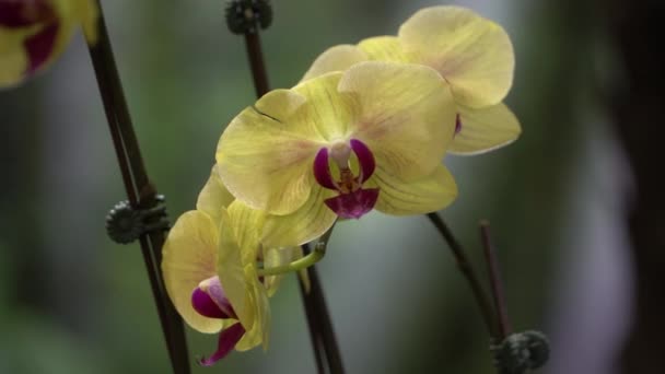 Uhd Filmische Beelden Van Kleurrijke Tropische Bloem Nauwe Macro Selectieve — Stockvideo