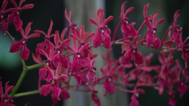 4 k Uhd filmszerű felvétel, színes trópusi virág, szelektív szoros makró-fókusz.