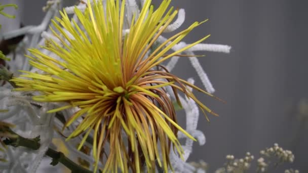 Uhd Cinematic Footage Colourful Tropical Flower Close Macro Selective Focus — Stock Video