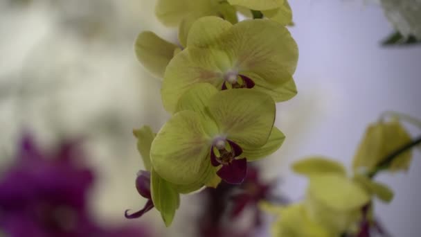 Uhd 彩色热带花卉电影画面 紧密的宏观选择性聚焦 — 图库视频影像
