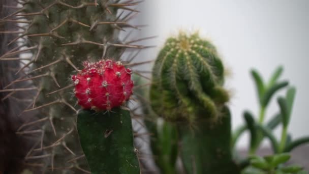 Uhd Imagens Cinematográficas Flores Tropicais Coloridas Foco Macro Seletivo Próximo — Vídeo de Stock