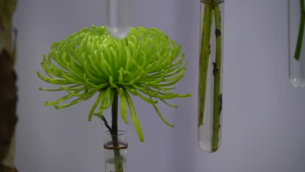 Uhd Κινηματογραφικά Πλάνα Του Πολύχρωμο Τροπικό Λουλούδι Στενή Μακροεντολή Επιλεκτική — Αρχείο Βίντεο