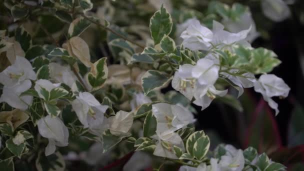 Uhd Κινηματογραφικά Πλάνα Του Πολύχρωμο Τροπικό Λουλούδι Στενή Μακροεντολή Επιλεκτική — Αρχείο Βίντεο
