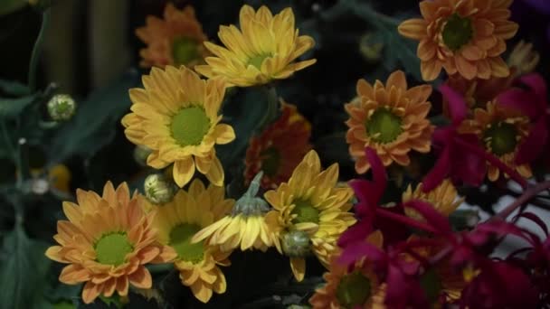 Uhd Imagens Cinematográficas Flores Tropicais Coloridas Foco Macro Seletivo Próximo — Vídeo de Stock