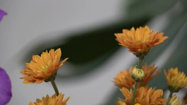 カラフルな南国の花 マクロ近くにセレクティブ フォーカスの Uhd 映画のような映像 — ストック動画
