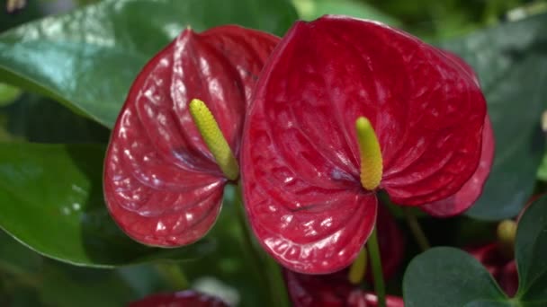 Uhd Cineastische Aufnahmen Von Farbenfrohen Tropischen Blumen Naher Makroselektiver Fokus — Stockvideo