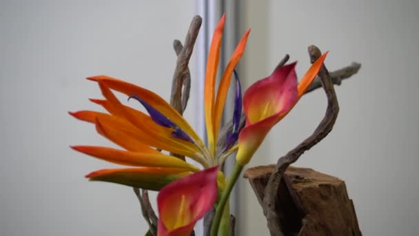 Uhd Cinematic Footage Colourful Tropical Flower Close Macro Selective Focus — стоковое видео