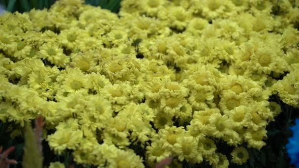 Uhd Cineastische Aufnahmen Von Farbenfrohen Tropischen Blumen Naher Makroselektiver Fokus — Stockvideo