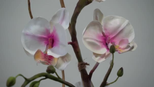 Uhd Imagens Cinematográficas Flores Tropicais Coloridas Foco Macro Seletivo Próximo — Vídeo de Stock