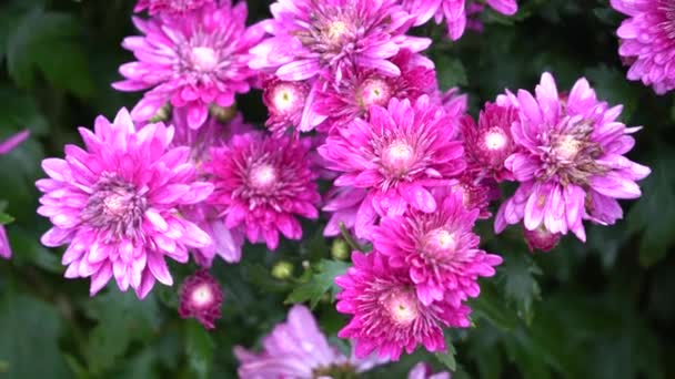 Uhd Filmische Beelden Van Kleurrijke Tropische Bloem Nauwe Macro Selectieve — Stockvideo