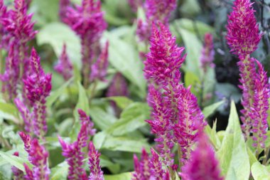 Renkli tropikal çiçek, yakın makro seçici odak.