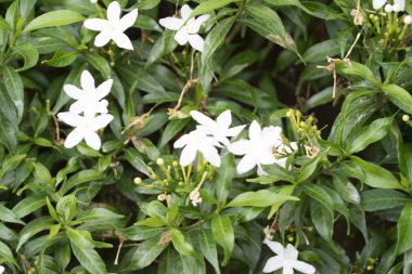 Renkli tropikal çiçek, yakın makro seçici odak.