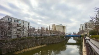 Tokyo, Meguro Nehri Parkı 'nda, erken kiraz çiçekleri sırasında (sakura hanami) 4k süratli bulutlar görüldü. Sakura çiçeğini görmek için en ünlü yerlerden biridir. Eğil.