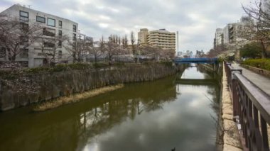 Tokyo, Meguro Nehri Parkı 'nda, erken kiraz çiçekleri sırasında (sakura hanami) 4k süratli bulutlar görüldü. Sakura çiçeğini görmek için en ünlü yerlerden biridir. Eğil.