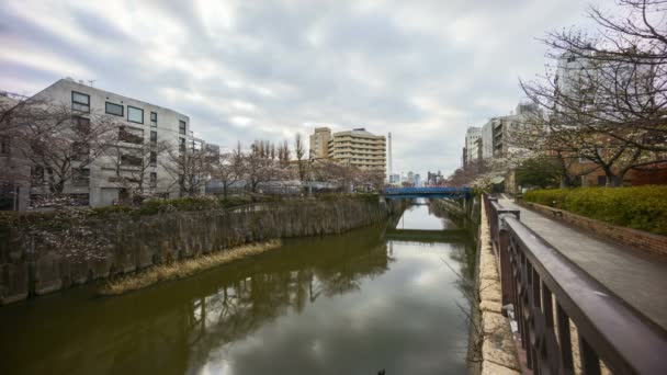 在东京Meguro River公园 在樱花盛开期间 云彩飘扬了4K次 Sakura Hanami 这是最有名的观赏樱花的地方之一 — 图库视频影像