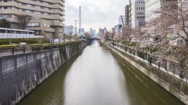 Tokyo, Meguro Nehri Parkı 'nda, erken kiraz çiçekleri sırasında (sakura hanami) 4k süratli bulutlar görüldü. Sakura çiçeğini görmek için en ünlü yerlerden biridir. Eğil.