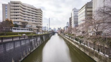 Tokyo, Meguro Nehri Parkı 'nda, erken kiraz çiçekleri sırasında (sakura hanami) 4k süratli bulutlar görüldü. Sakura çiçeğini görmek için en ünlü yerlerden biridir.. 