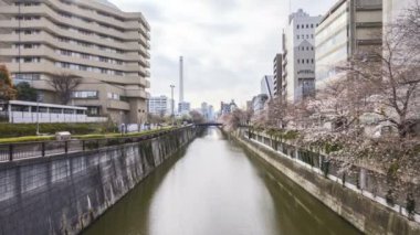 Tokyo, Meguro Nehri Parkı 'nda, erken kiraz çiçekleri sırasında (sakura hanami) 4k süratli bulutlar görüldü. Sakura çiçeğini görmek için en ünlü yerlerden biridir. Uzaklaştır