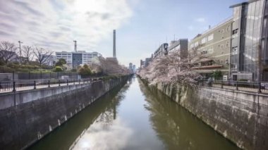 Tokyo, Meguro Nehri Parkı 'nda, erken kiraz çiçekleri sırasında (sakura hanami) 4k süratli bulutlar görüldü. Sakura çiçeğini görmek için en ünlü yerlerden biridir. Yakınlaştır
