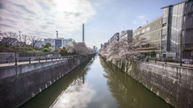 Tokyo, Meguro Nehri Parkı 'nda, erken kiraz çiçekleri sırasında (sakura hanami) 4k süratli bulutlar görüldü. Sakura çiçeğini görmek için en ünlü yerlerden biridir.. 